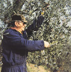 olive-picker.jpg (22472 oCg)