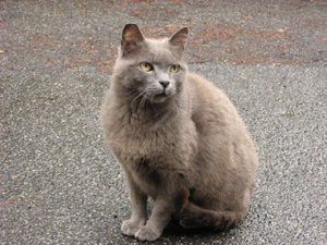 実は私たちと猫さんの間には、高い柵があったりする。柵の隙間から撮ったの